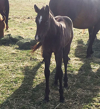 Perfect Possibility / Dash Ta Fame filly